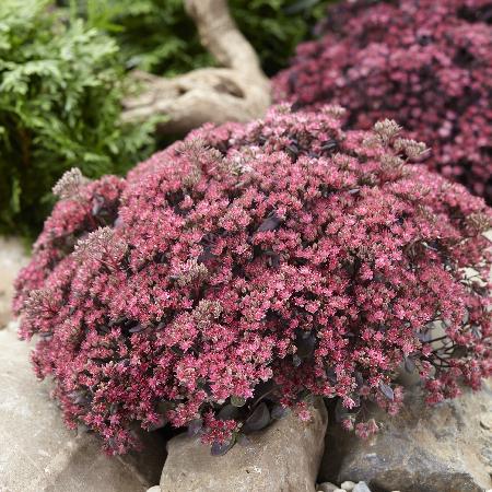 SEDUM 'Dazzleberry' ® (SunSparkler Series)