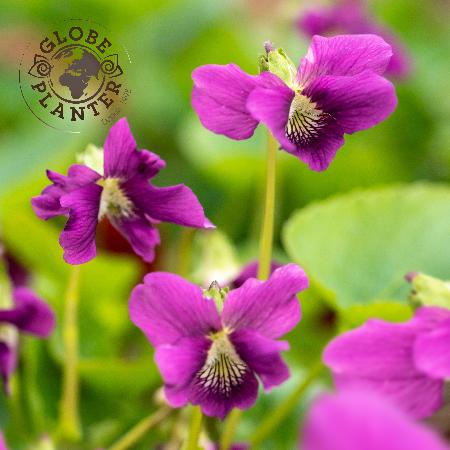 VIOLA sororia 'Red Cloud'